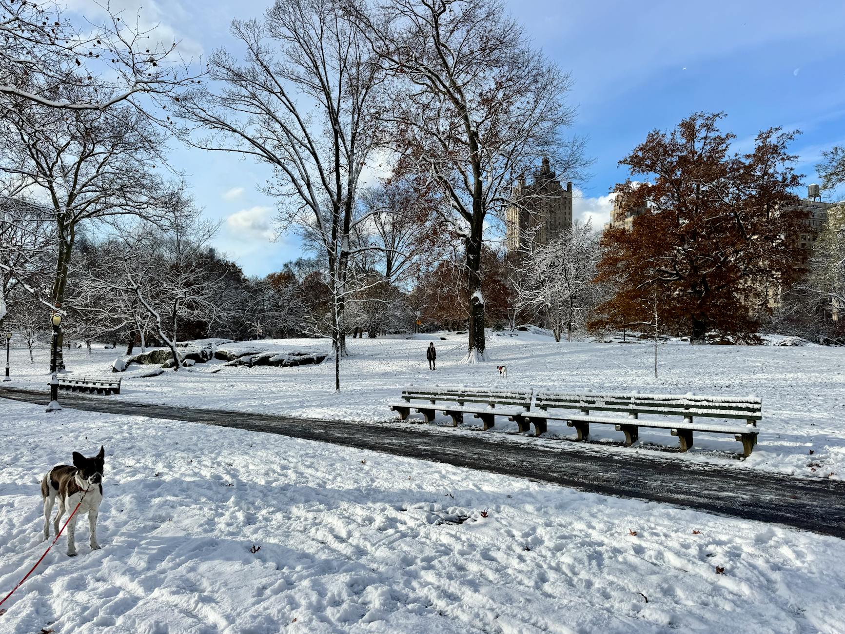A serene winter scene in Central Park with a dog and person.